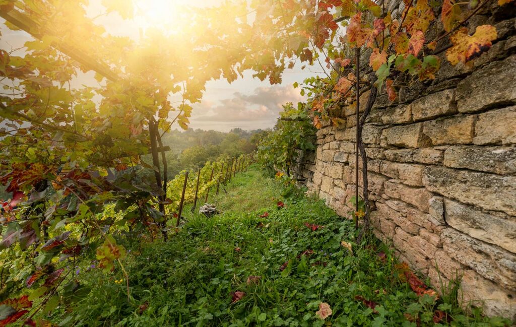 Weinberg im Sonnenlicht